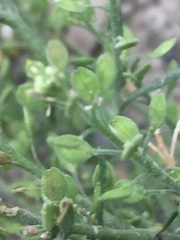 Lepidium ramosissimum