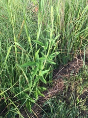 Desmodium illinoense