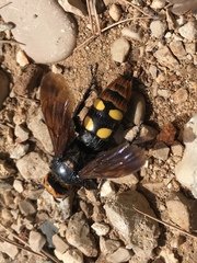 Megascolia maculata maculata