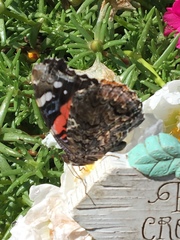Vanessa atalanta