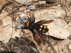 Megascolia maculata maculata