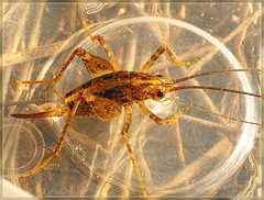 Pleioplectron simplex