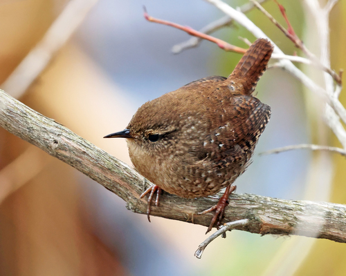 Winter Wren