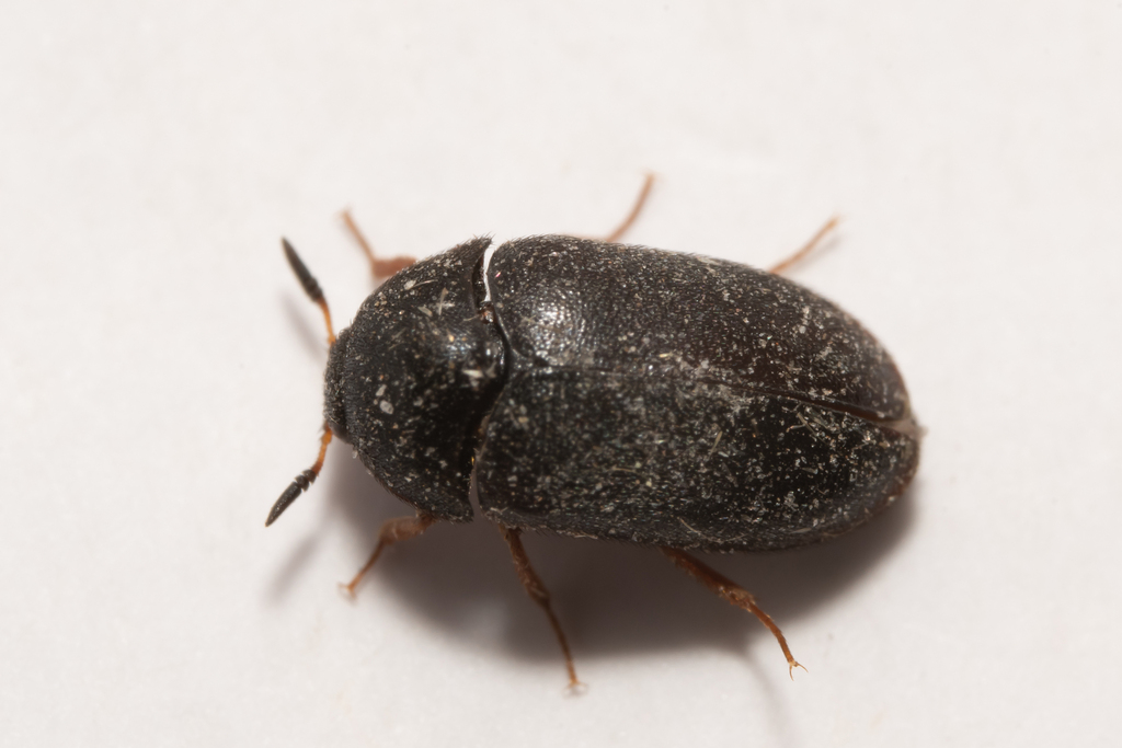 Black Carpet Beetle
