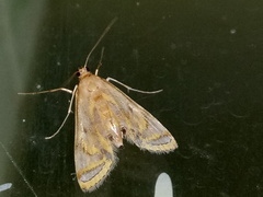 Eoophyla peribocalis