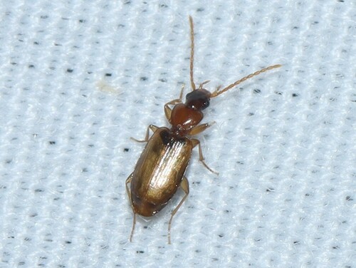 Axinopalpus fusciceps photo 4