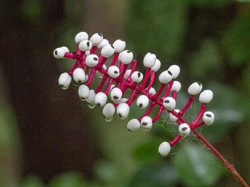 White baneberry (Actaea pachypoda)