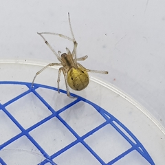 Enoplognatha ovata
