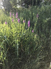 Lythrum salicaria