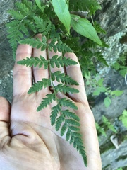 Cystopteris tennesseensis