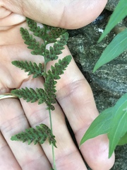 Cystopteris tennesseensis
