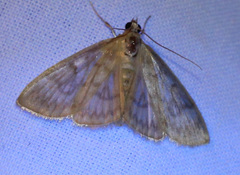 Crocidophora serratissimalis