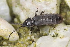 Phosphaenus hemipterus