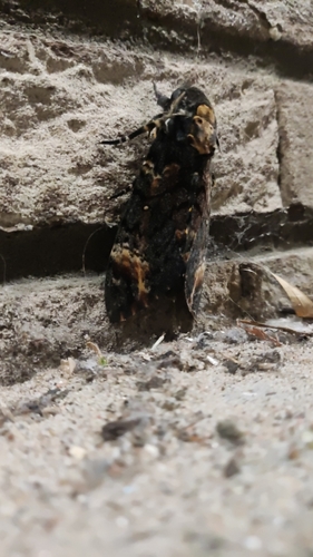 Death's Head Hawkmoth, Leiden, NL-ZH, NL, photo 7 of 10