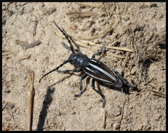 Dorcadion fuliginator