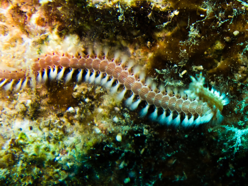 Lined Fireworm