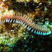 Lined Fireworm - Photo (c) Ken-ichi Ueda, some rights reserved (CC BY)