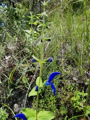 Salvia patens