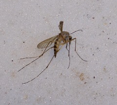 Aedes stimulans