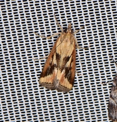Achyra massalis