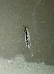 Leptocroca sanguinolenta