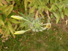 Magnoliopsida