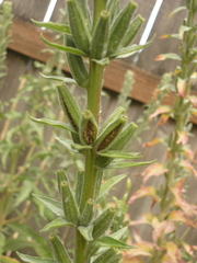 Magnoliopsida