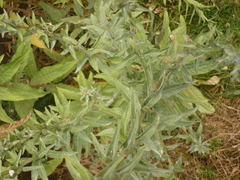 Magnoliopsida