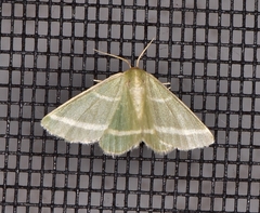 Mixocera latilineata