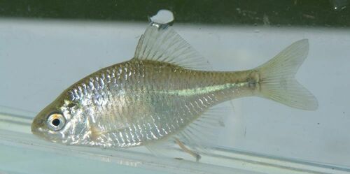 European Bitterling, 9008 Reduzum, Nederland, photo 9 of 10