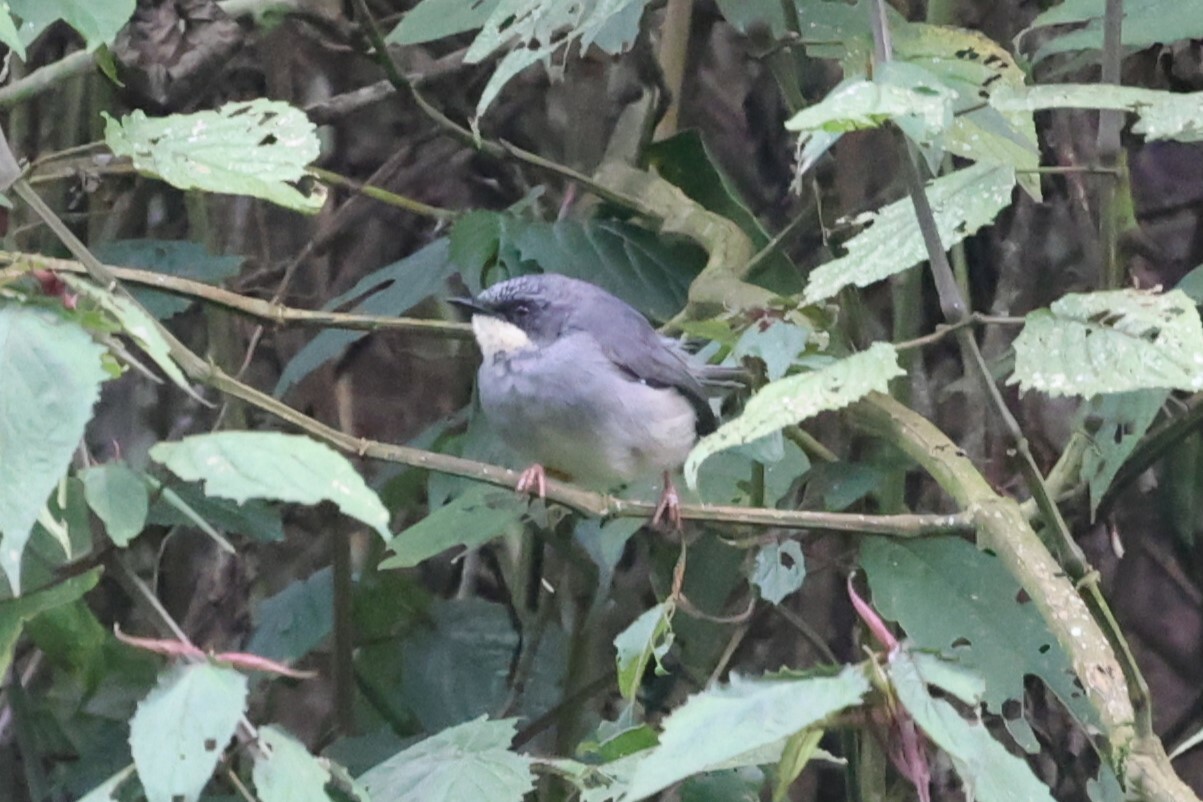 White-chinned Prinia (Schistolais leucopogon), photo 7