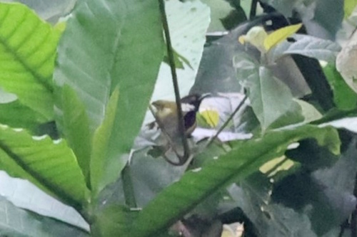 Mountain Masked Apalis (Apalis personata), photo 9