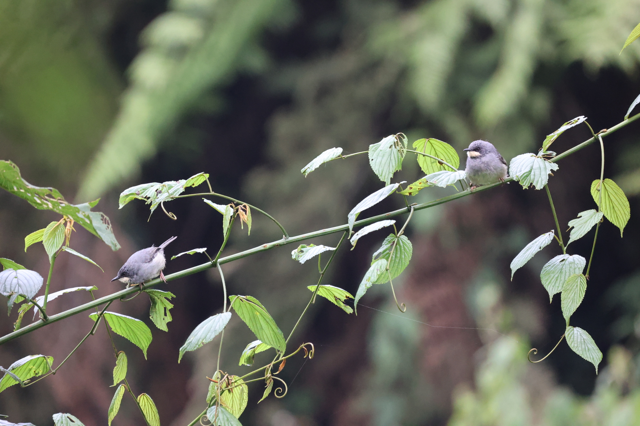 White-chinned Prinia (Schistolais leucopogon), photo 8