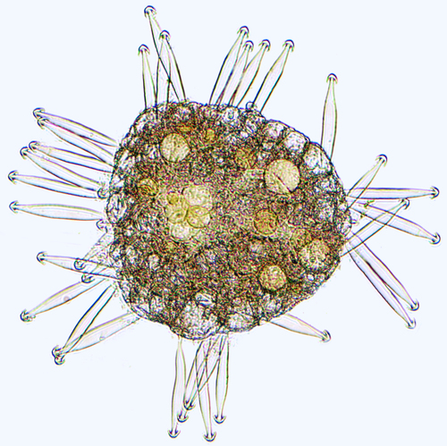 Azolla japonica iNat (1)