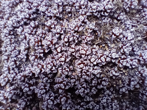 Image of Raoulia albosericea by (c) John Barkla, some rights reserved (CC BY)