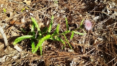 Cirsium repandum