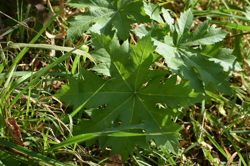 Image of Napaea dioica by no rights reserved