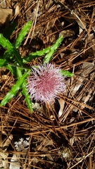 Cirsium repandum