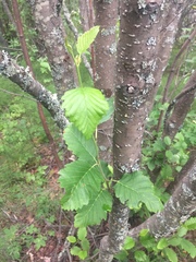 Alnus incana tenuifolia
