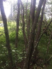 Alnus incana tenuifolia