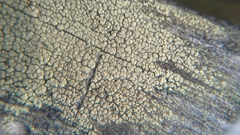 Lecanora polytropa