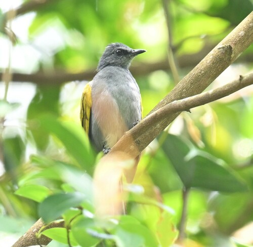 Grey-bellied Bulbul (Rubigula cyaniventris), photo 9