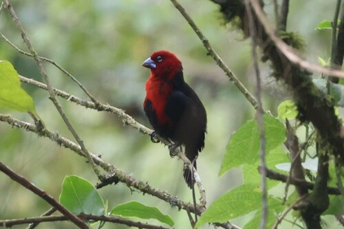 Red-headed Bluebill (Spermophaga ruficapilla), photo 10