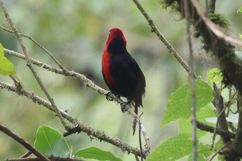 Red-headed Bluebill (Spermophaga ruficapilla), photo 9