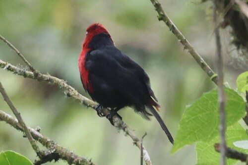 Red-headed Bluebill (Spermophaga ruficapilla), photo 8