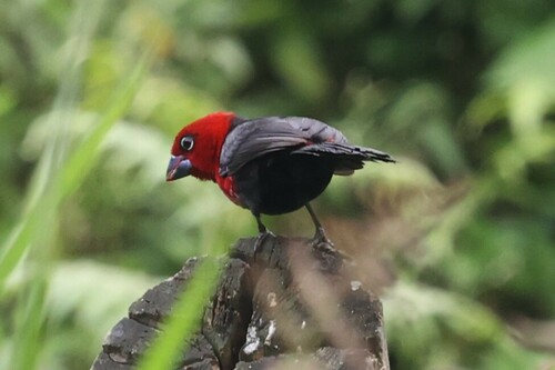 Red-headed Bluebill (Spermophaga ruficapilla), photo 6
