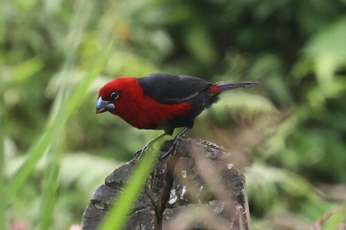 Red-headed Bluebill (Spermophaga ruficapilla), photo 1