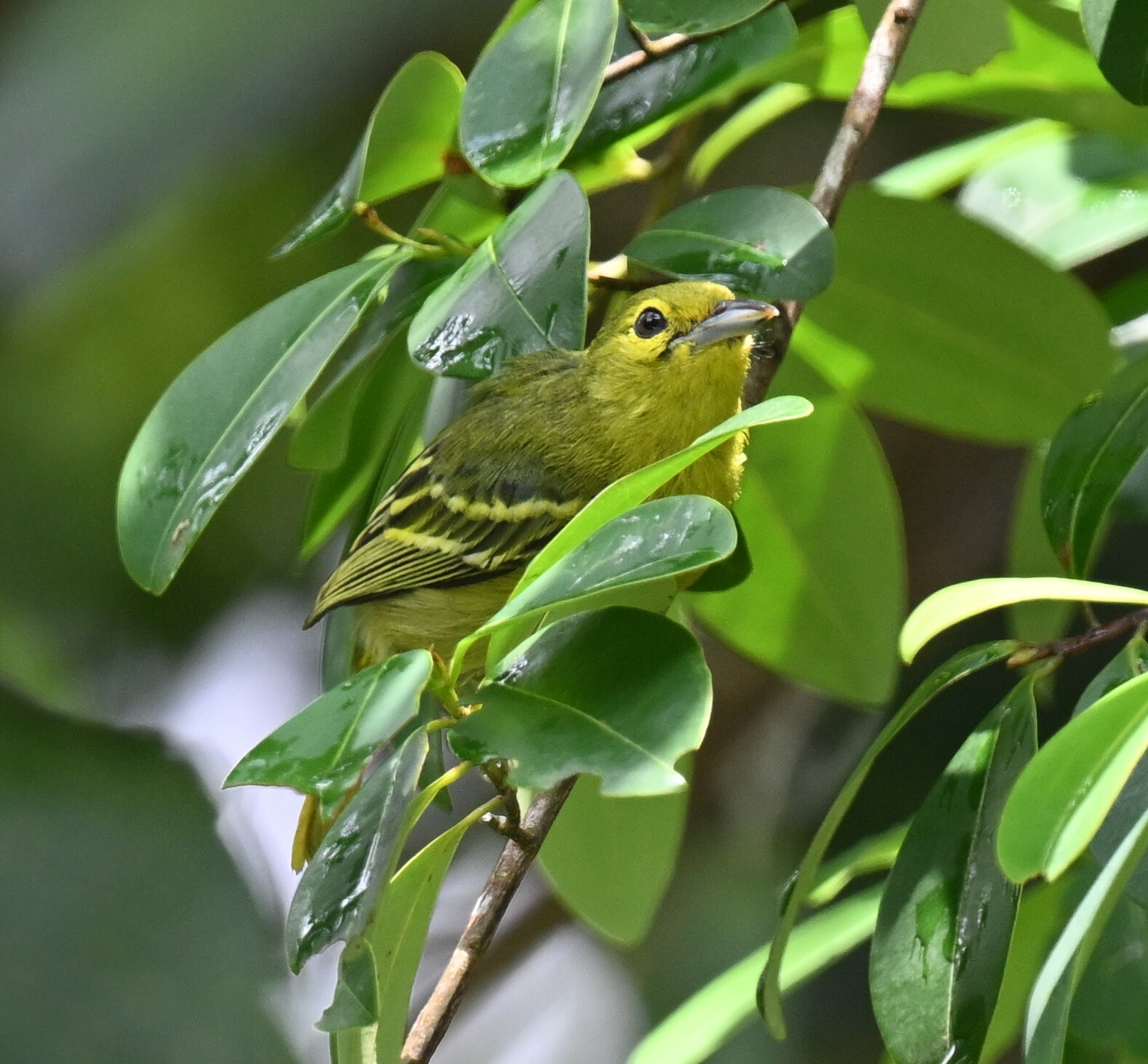 Green Iora