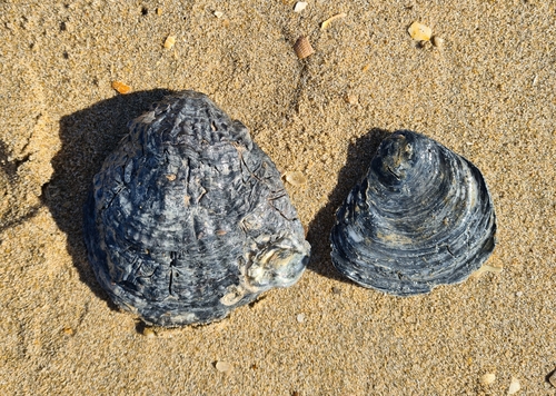 European Flat Oyster