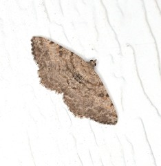 Digrammia gnophosaria